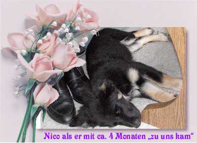 Nico als Welpe