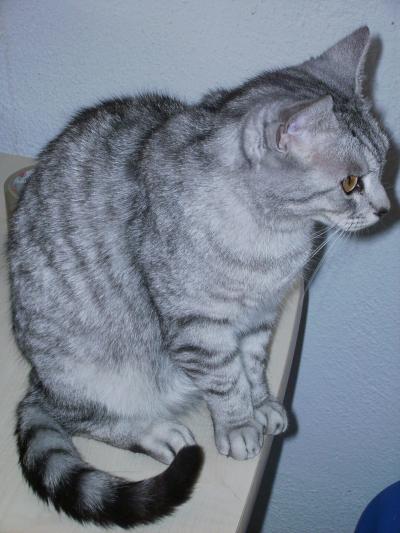 Josey behlt den berblick