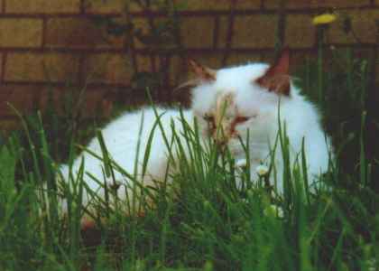 Schliessen von ALAlicegarten6.jpg