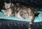 Bild#103(104.jpg)